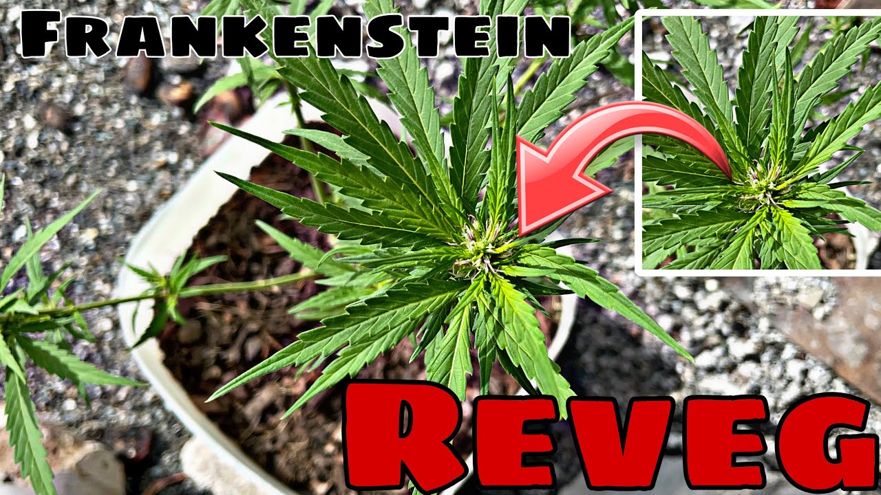 Cannabis Frankenstein Reveg EXPLAINED | How to Spot It & Save Your Plant