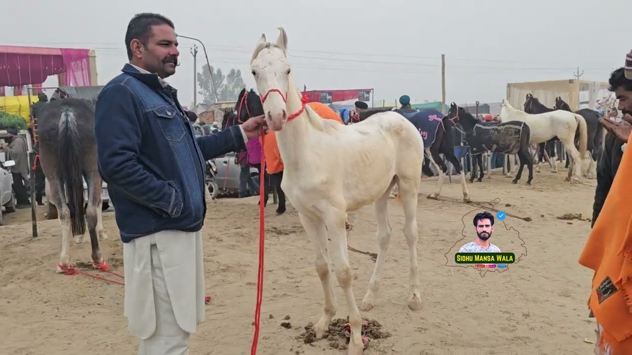 ਆਹ ਚਿੱਟੀ ਵਸ਼ੇਰੀ ਦਾ ਸੌਦਾ ਦੇਖੋ ਯੂਪੀ ਵਾਲਿਆਂ ਨਾਲ #horseracing #horse #horseriding #horsepower #shorts 