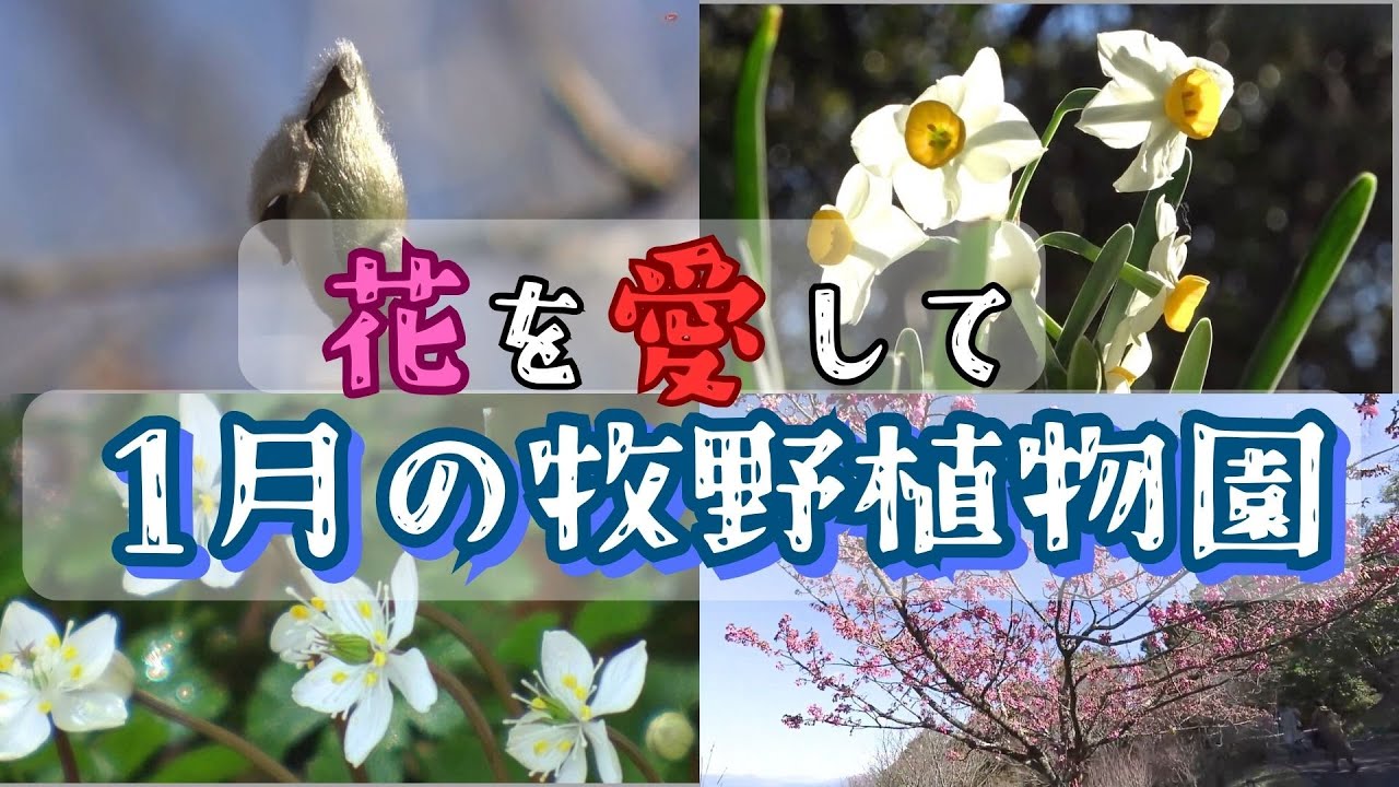 「『花を愛して』1月の牧野植物園 バイカオウレンの群生も！厳しい寒さに耐え一足早く春を告げる花たち」2024/1/26放送