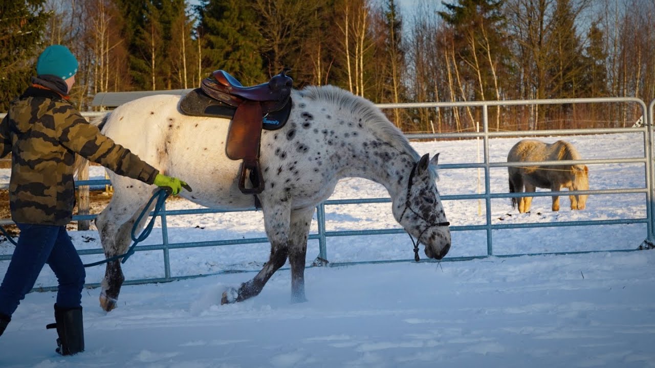 Jak pracuję z każdym koniem (Z ZIEMI) / Basic Groundwork with a Horse