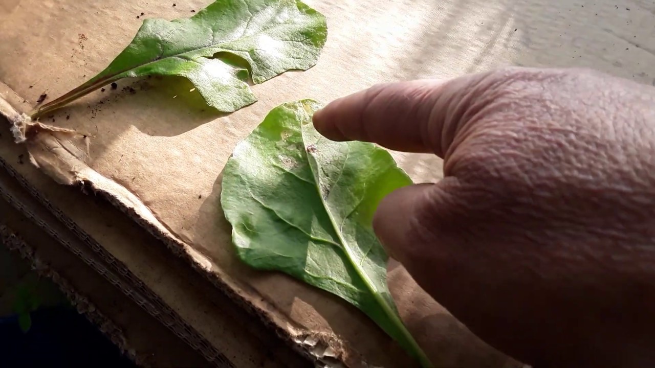 Beet Leaf Miner Arrives At My Allotments & How To Get Rid Of Them With Neem Oil