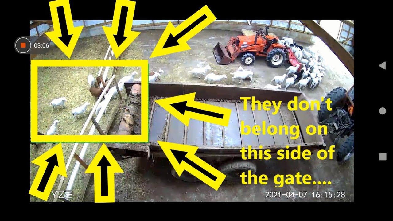 The great escape...Why barn cameras are amazing for livestock #Wyze #WyzeV3