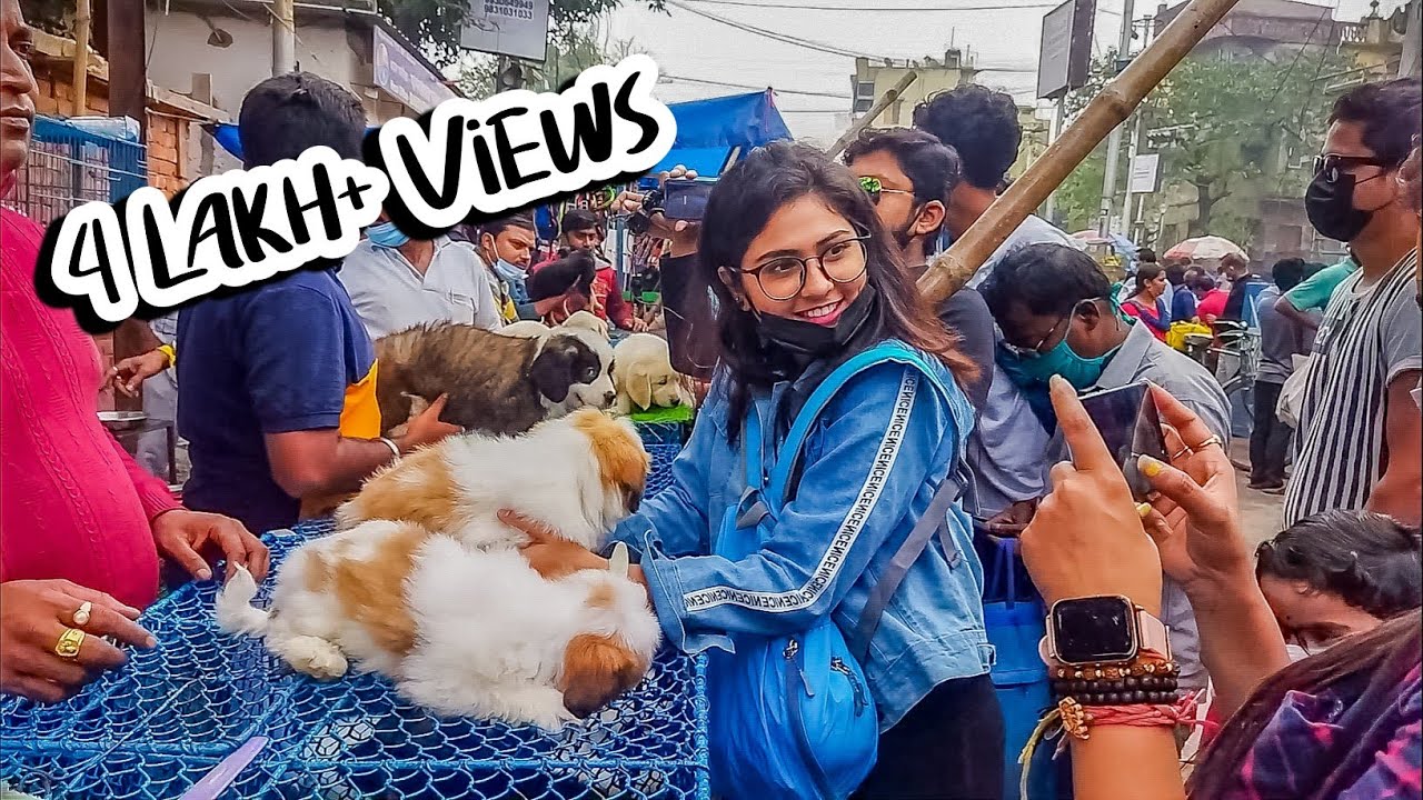 Cheap Price Dog In Kolkata | Gallif Street Pet Market Kolkata | Recent Dog Puppy Price Update | Dogs