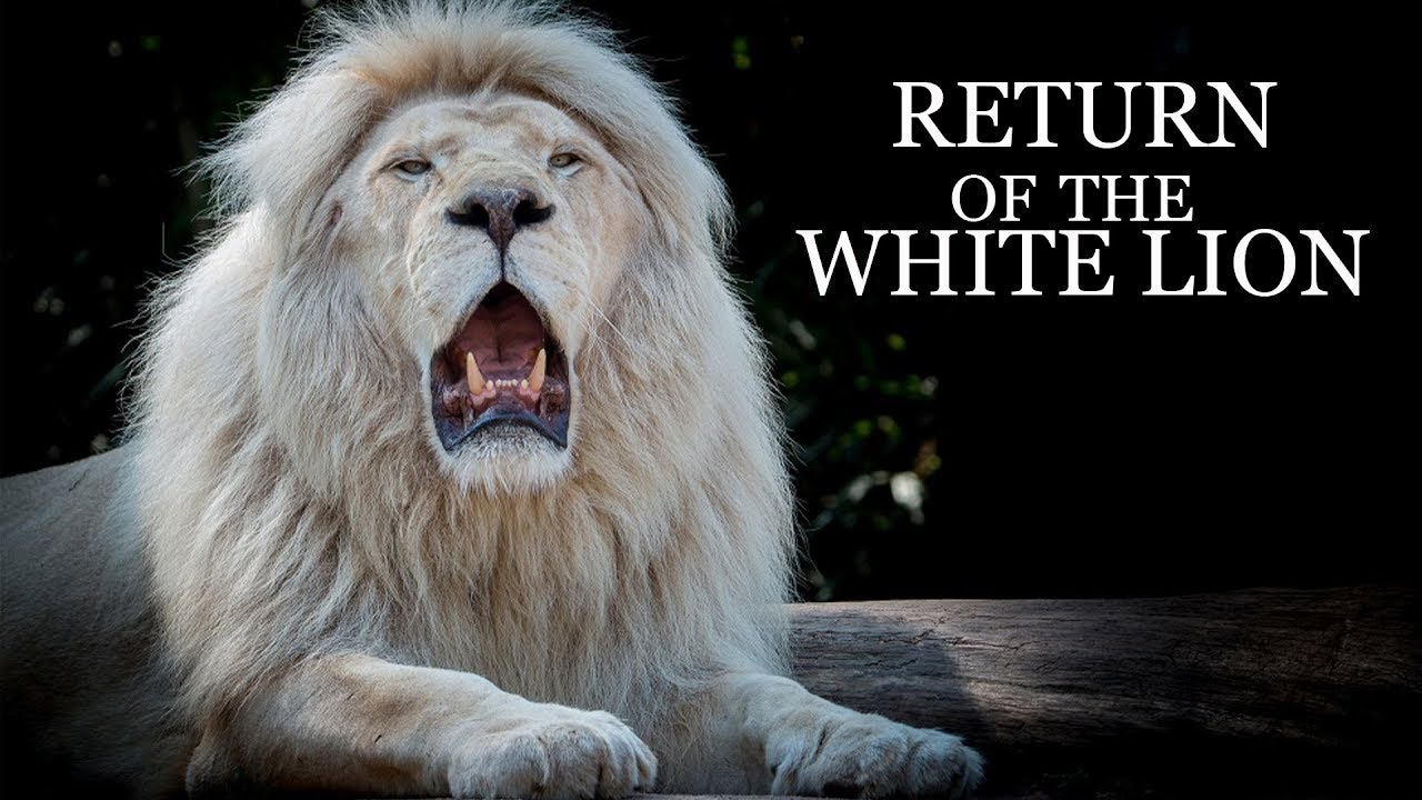 The Return of the White Lion - Teaser trailer