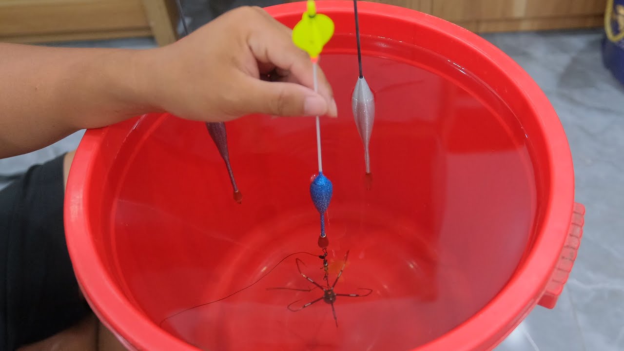 Cách cân phao câu lục cực kỳ đơn giản ai cũng có thể cân được