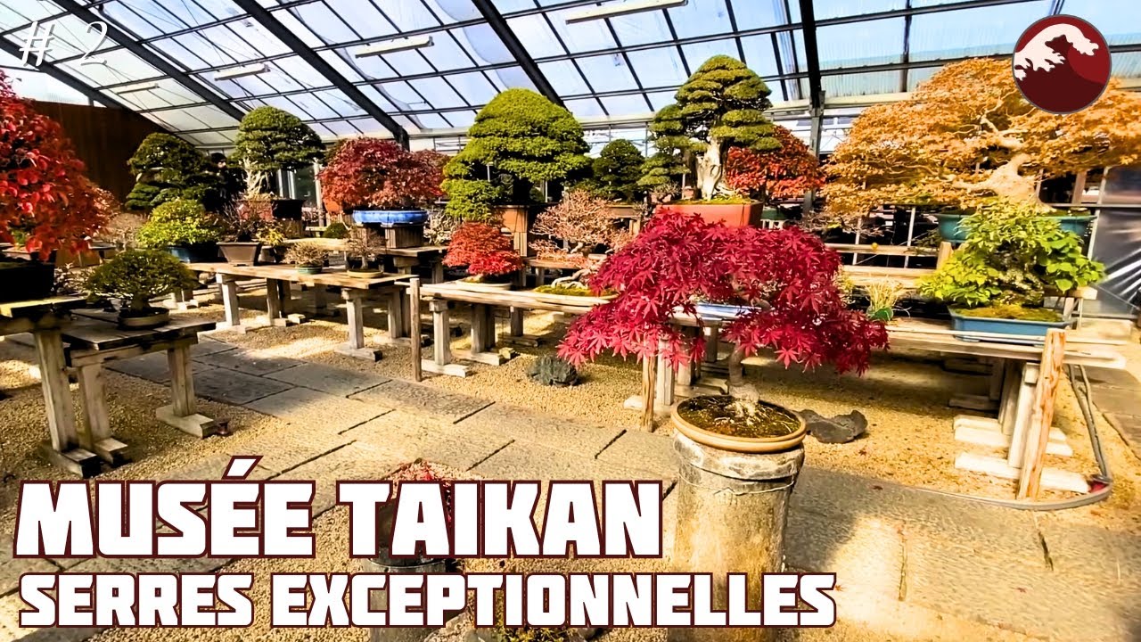 Les Serres De MAÎTRE SUZUKI 盆栽美術館 大観 - MUSEE TAIKAN - 🇯🇵 NEJIKAN BONSAI 🇯🇵
