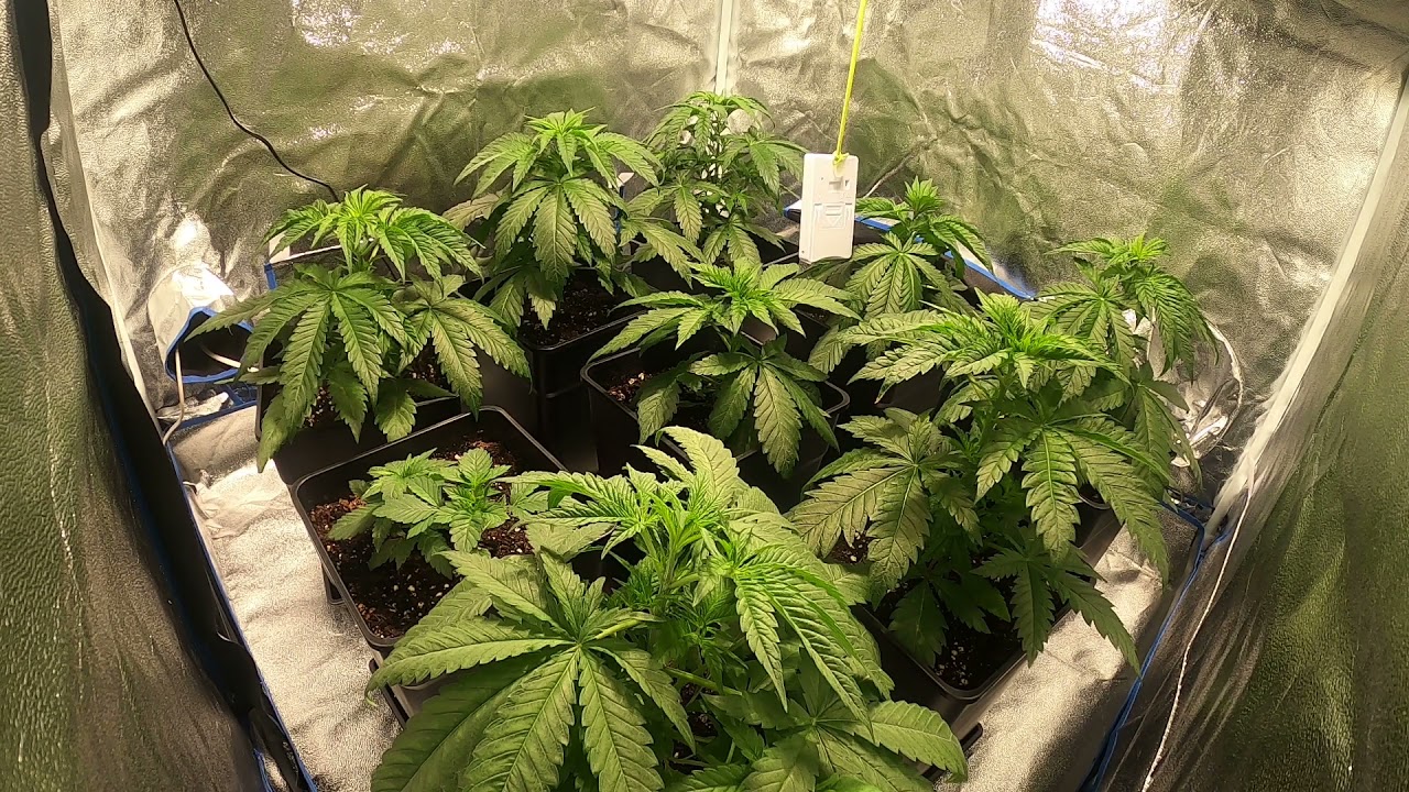 9 Big Bud -  Lec 315 w - 29 dias de crecimiento