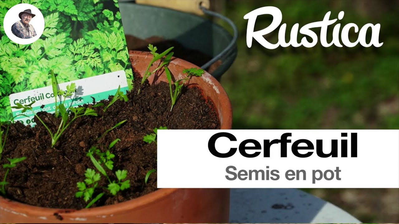 Semer le cerfeuil en pot