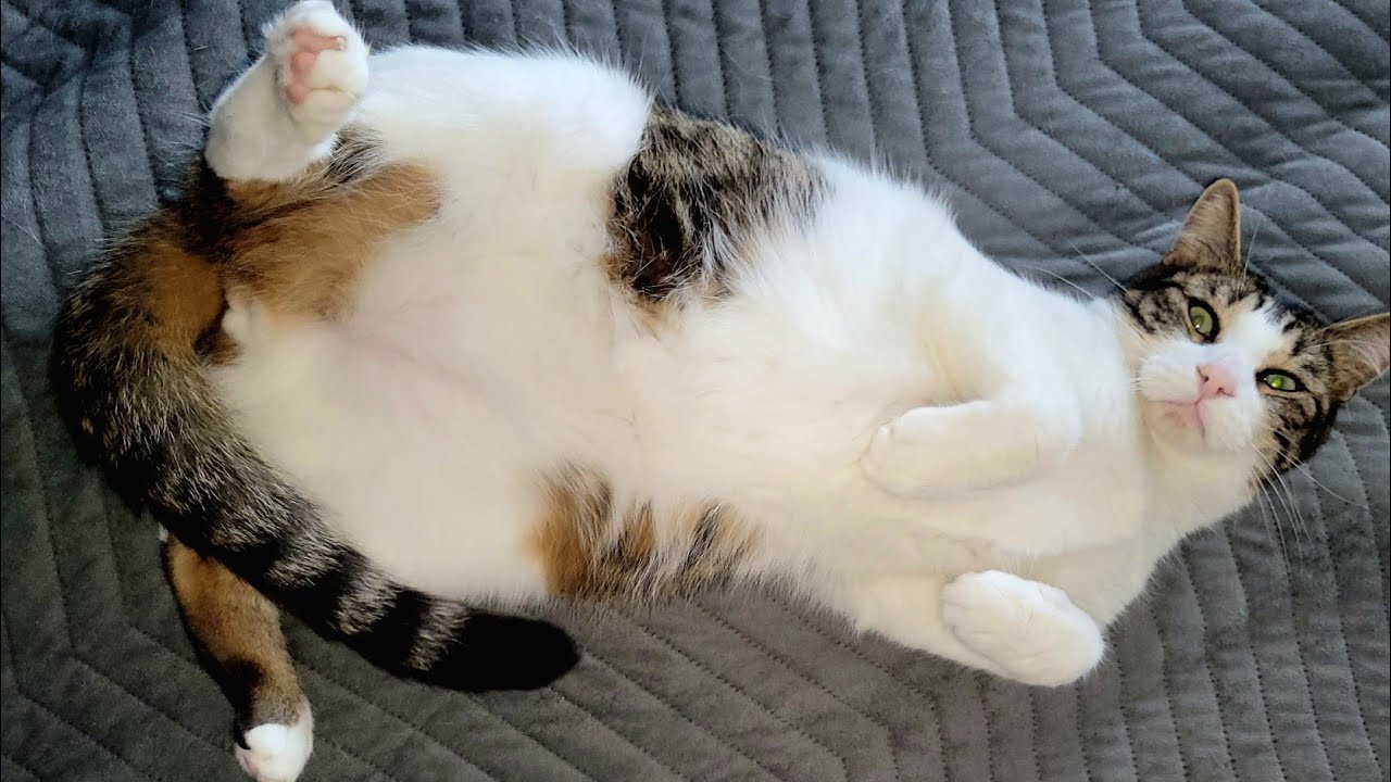 Pourquoi Max est-il considéré comme le chat le plus mignon du monde ? Regardez pour le découvrir.