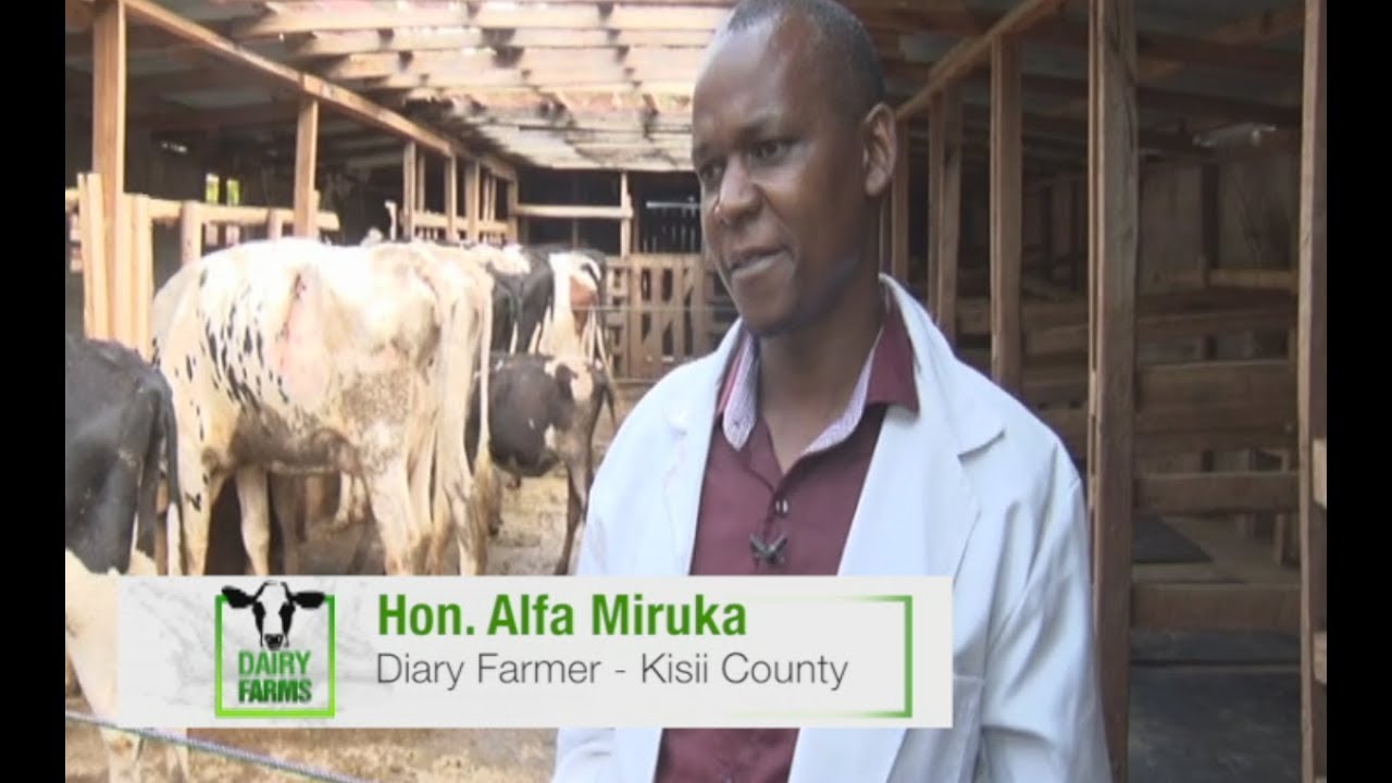 MP Alfa Miruka Keeping Improved Dairy breeds for better milk production – Part 1
