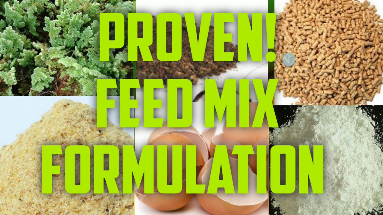 FREE RANGE CHICKEN / Proven Feed Mix Using Azolla / Tested for Layer Chickens