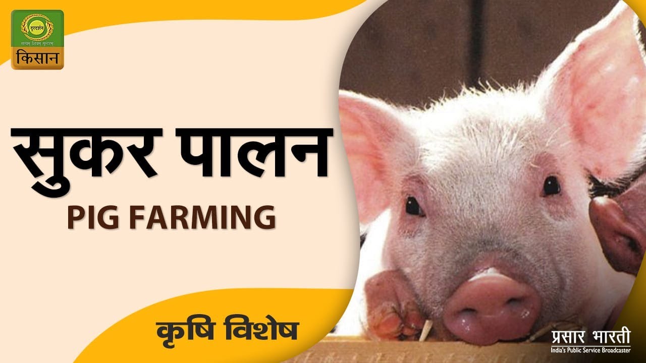 Krishi Vishesh : Pig Farming | कृषि विशेष : जानिए कैसे करें सुकर पालन | Aug 02, 2023