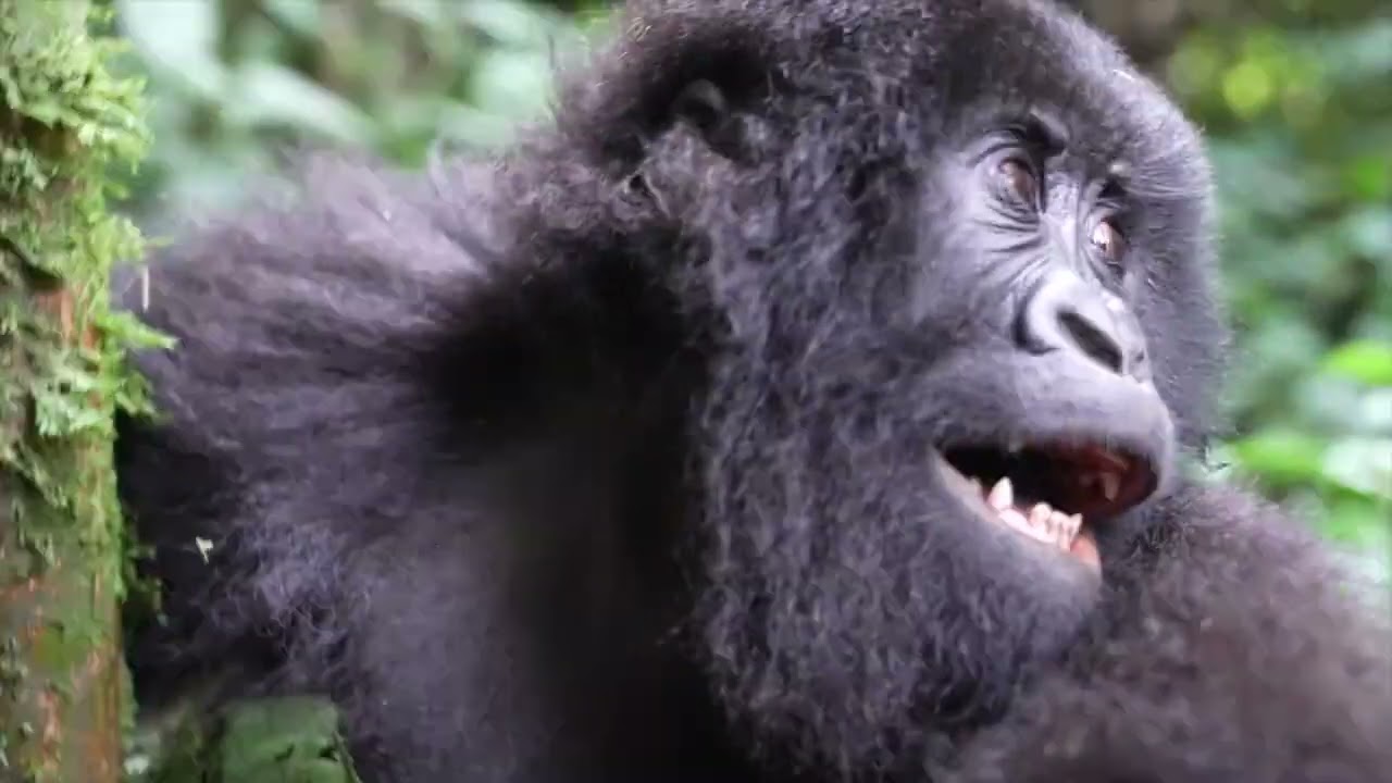Gorilla Trekking in Rwanda Feb 25