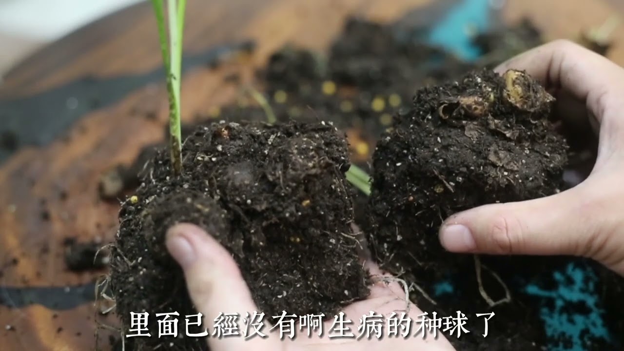 园艺师教你，马蹄莲的拯救方法