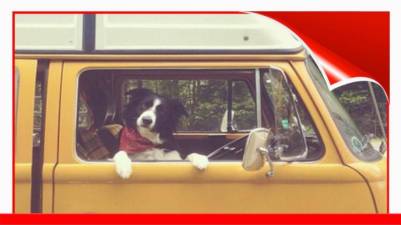 The 10 Top Dogs Of Instagram 🌸