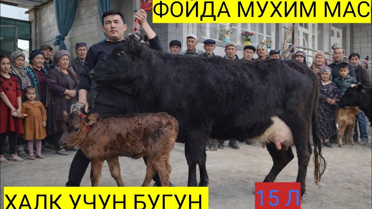 АРЗОНЧИ ИСЛОМЖОН БУГУН ЁНДИРДИ🔥НАРХЛАР БУГУН ОЗГАЧА БОЛАСИ БУКА ЕНА БОЛА СИГИРЛАР СОТЛАДИ
