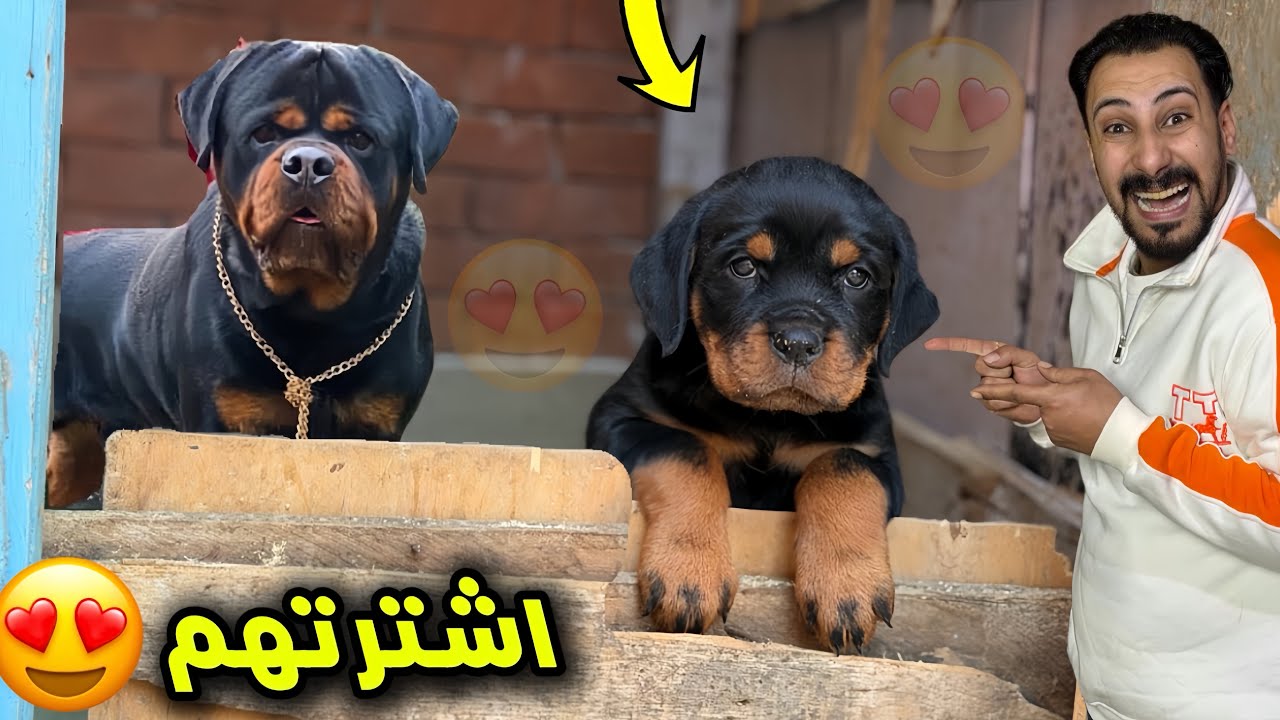 اشتريت كلبين رد ويلر |كلب هديه لصحبي وكلب ليا في مزرعتي😍 