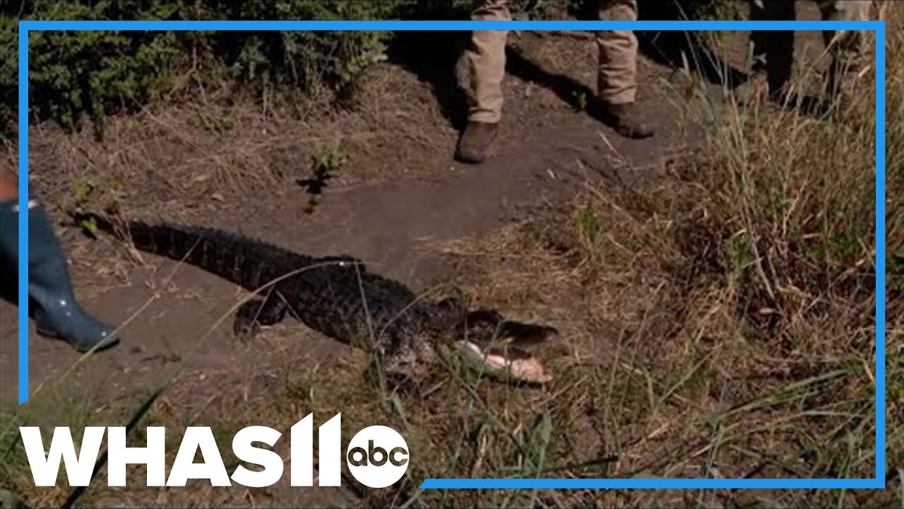 Alligators find new home in Fort Worth, Texas