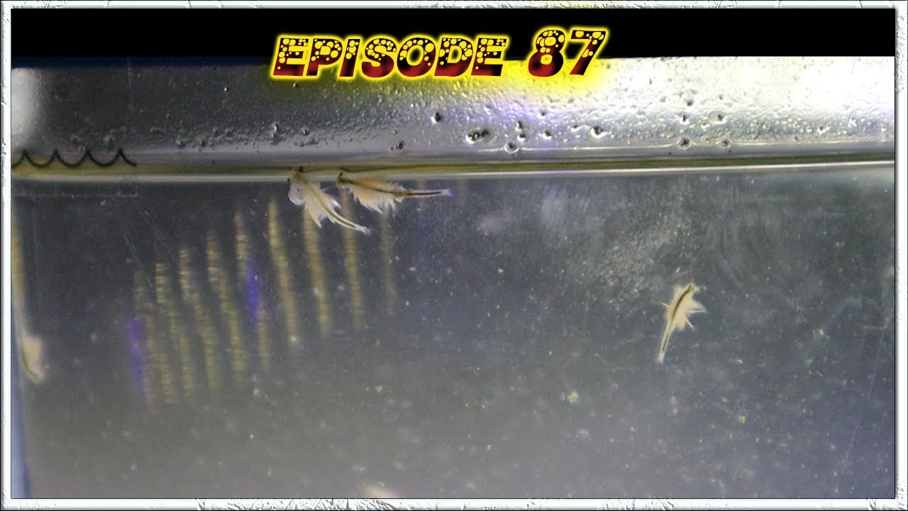 Sea Monkeys (Day 663) & Aqua Dragons (Day 101) Update!