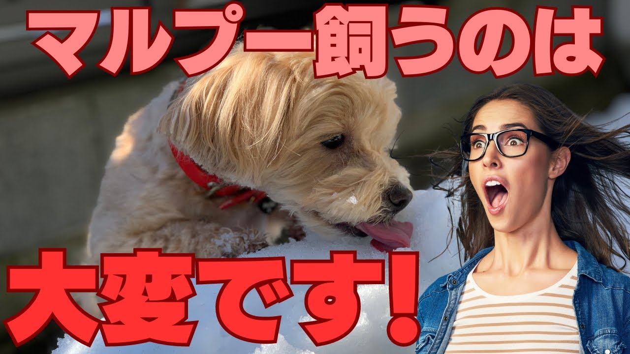 マルプーを飼ってみて思う大変だった5つのこと【初めて犬を飼う人必見】