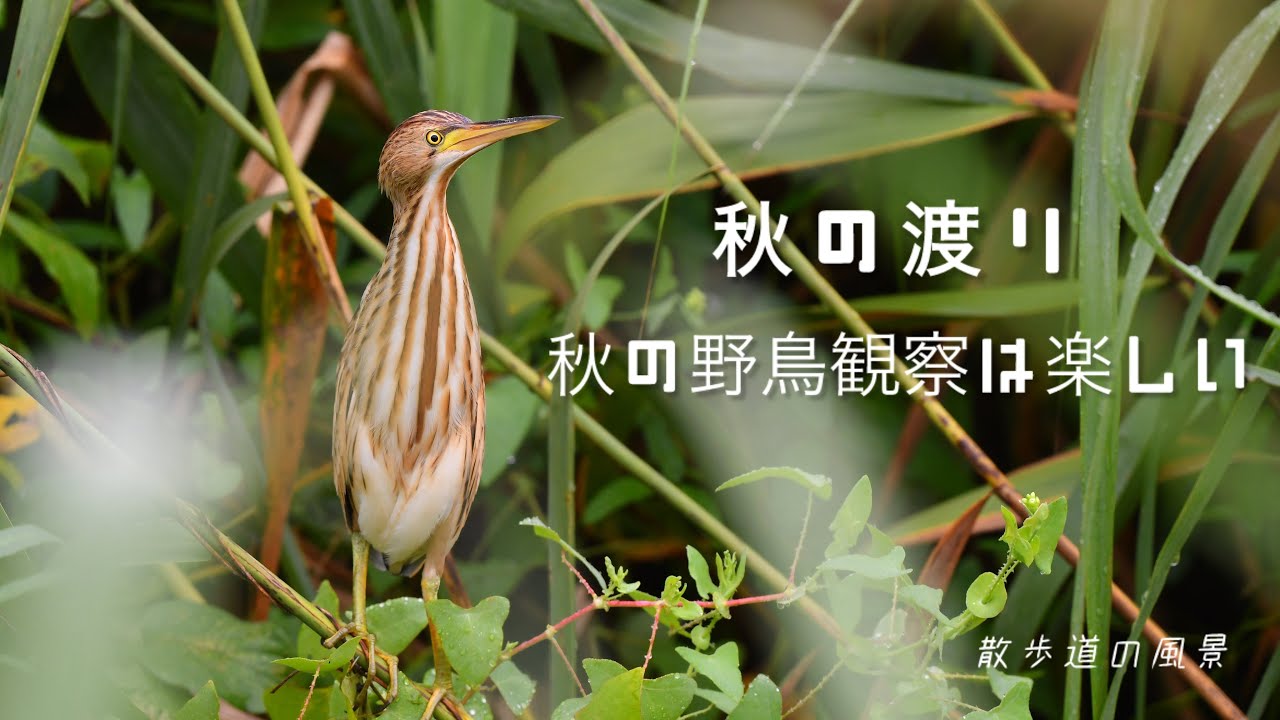 《ゆるい自然観察Vlog120》秋の野鳥観察は楽しい