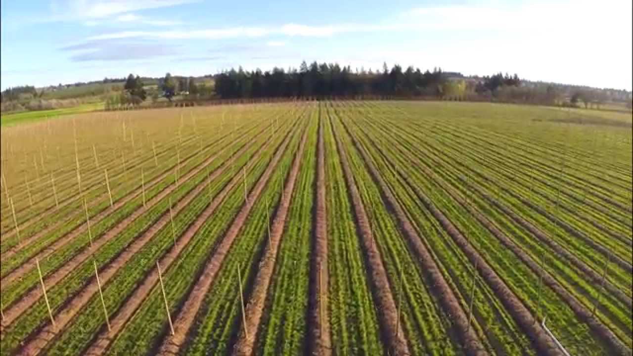 Spring Work in Oregon Hop Fields