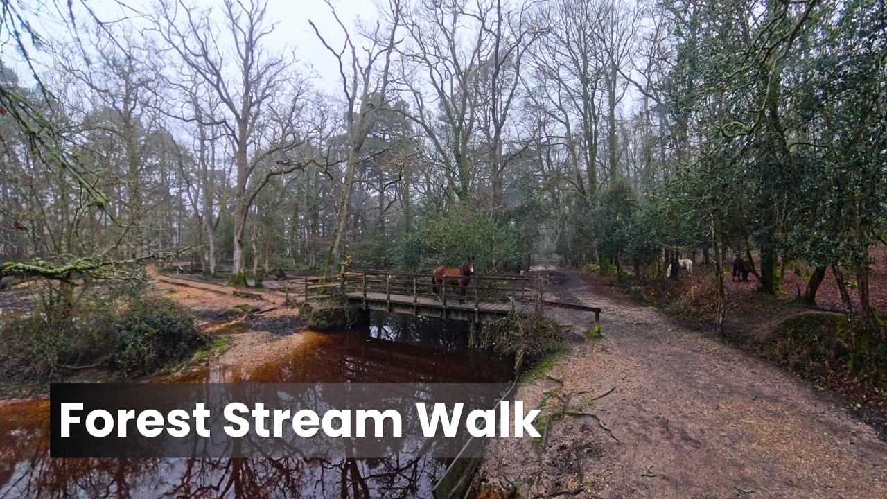 New Forest Walk 4K 360° - Puttles Bridge - Spring Sunrise