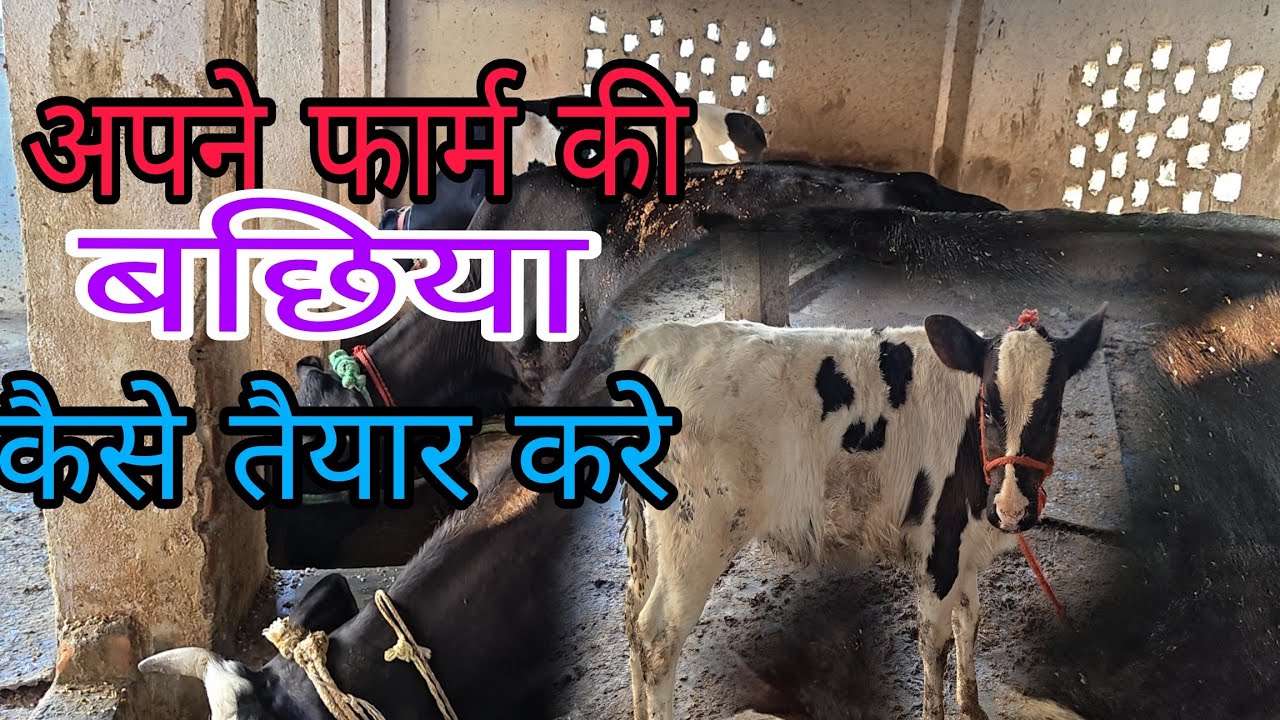 अपने फार्म पर बछिया कैसे तैयार करे @user-jitendrakumartiwari 