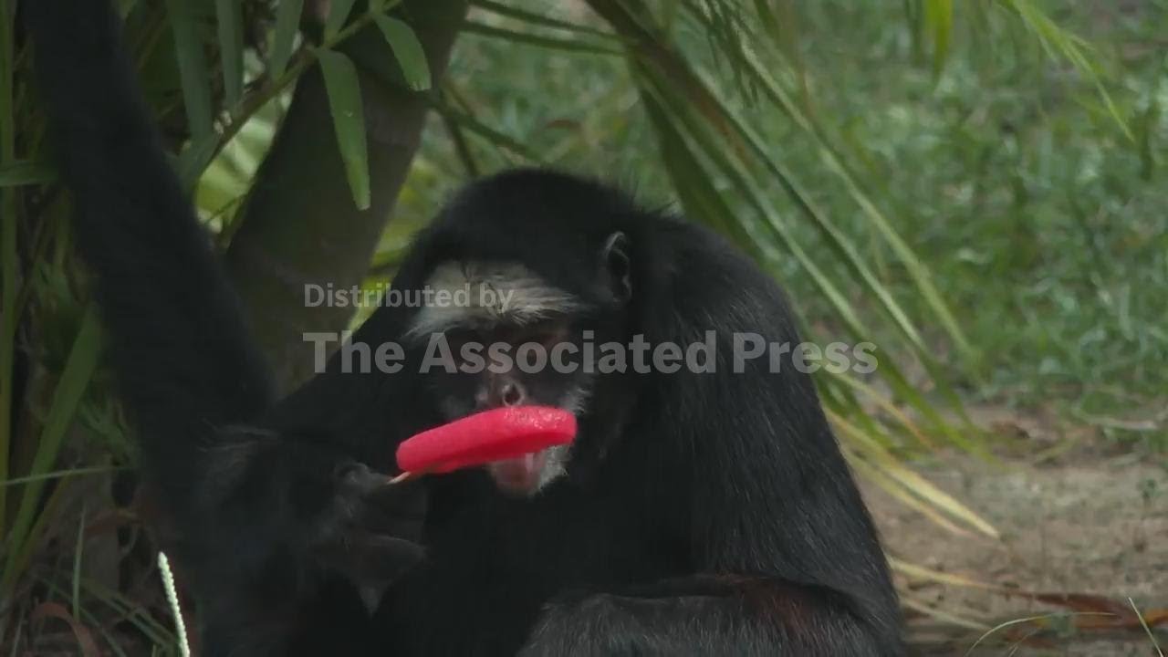 Rio de Janeiro zoo animals cool off with frozen treats during extreme heat