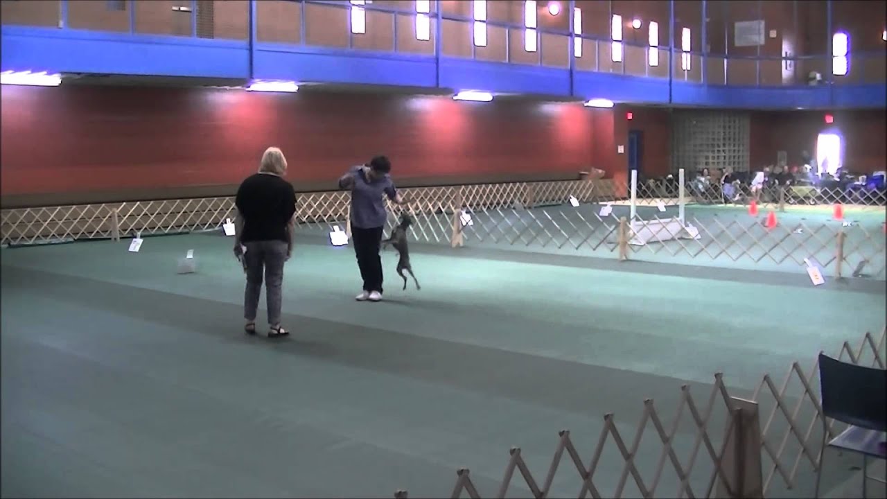 AKC Beginner Novice title run, 200 score