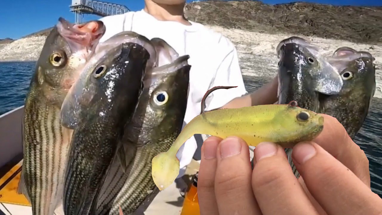 Fishing Striper Boils: Best Baits To Use For Striped Bass When They Are Boiling