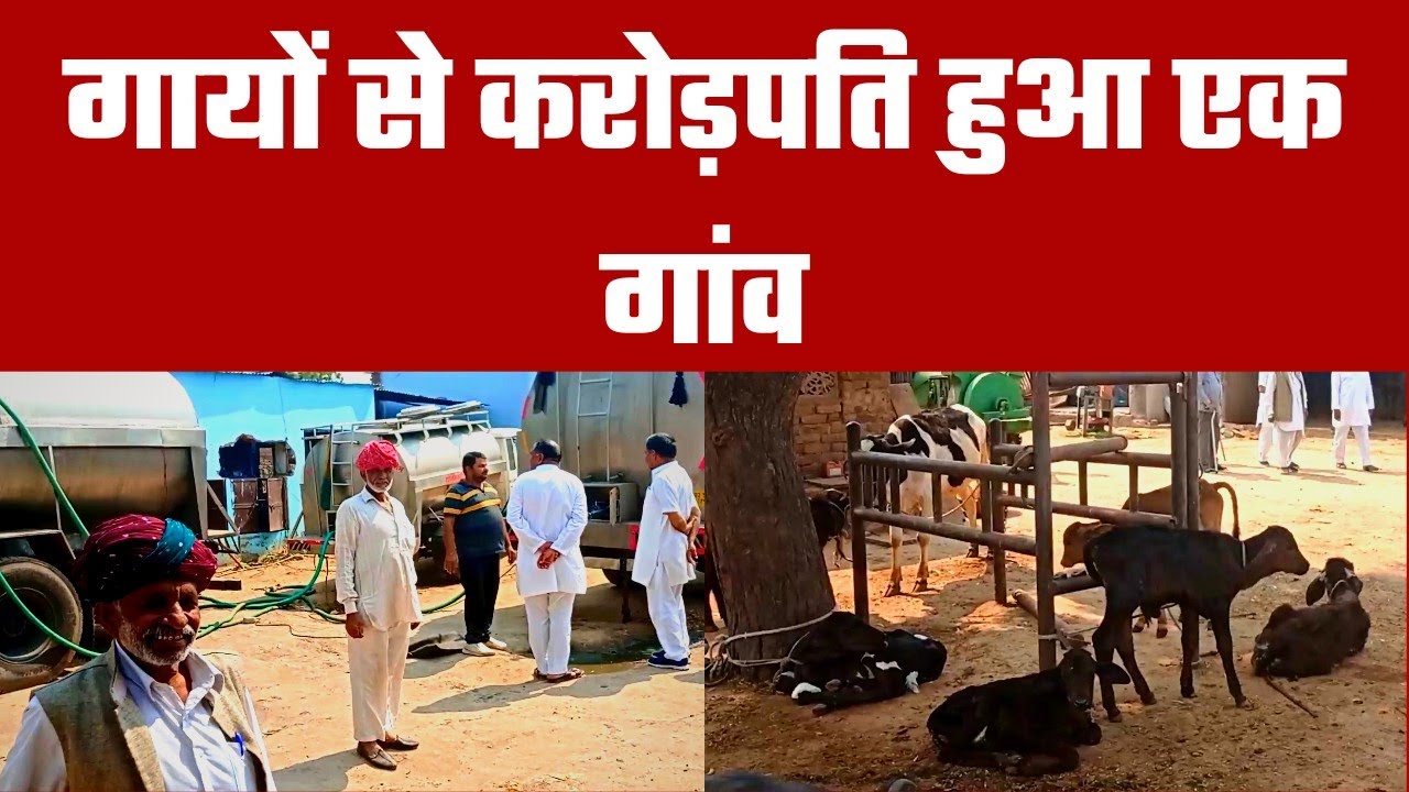 Bhilwara News | गायों से करोड़पति हुआ एक गांव | thar news ikra patrika | Dairy Farm | iqra patrika