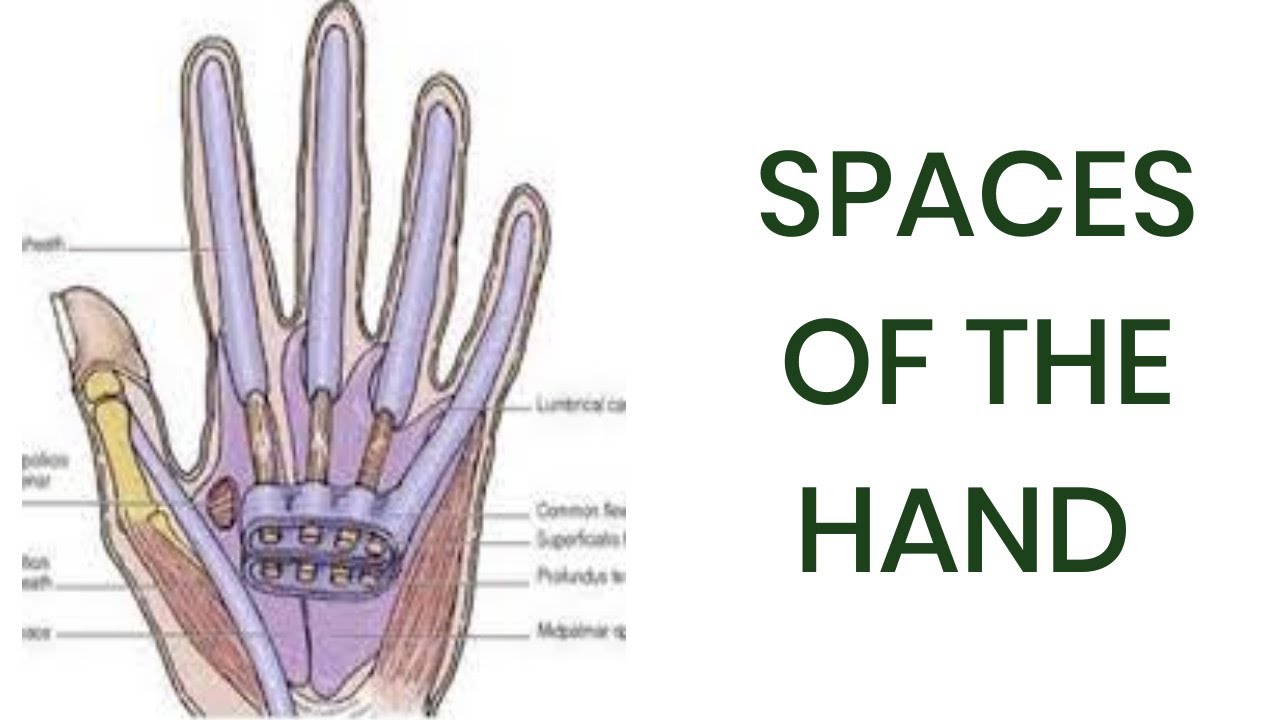 Spaces of the hand