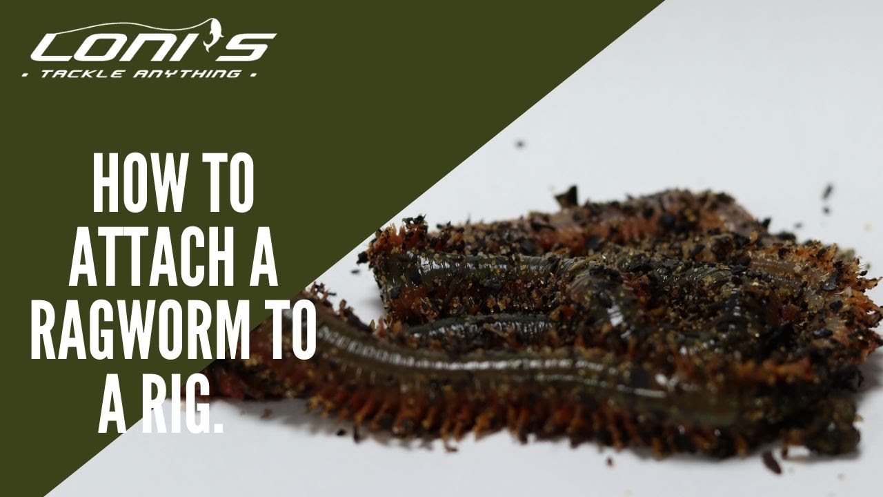 Loni's tutorials - How To attach a ragworm to a rig.