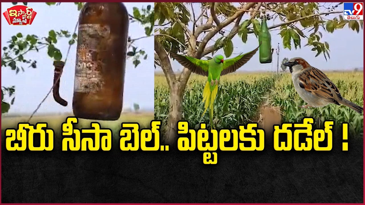 iSmart News : బీరు సీసా బెల్  పిట్టలకు దడేల్ ! | Beer Bottle - TV9