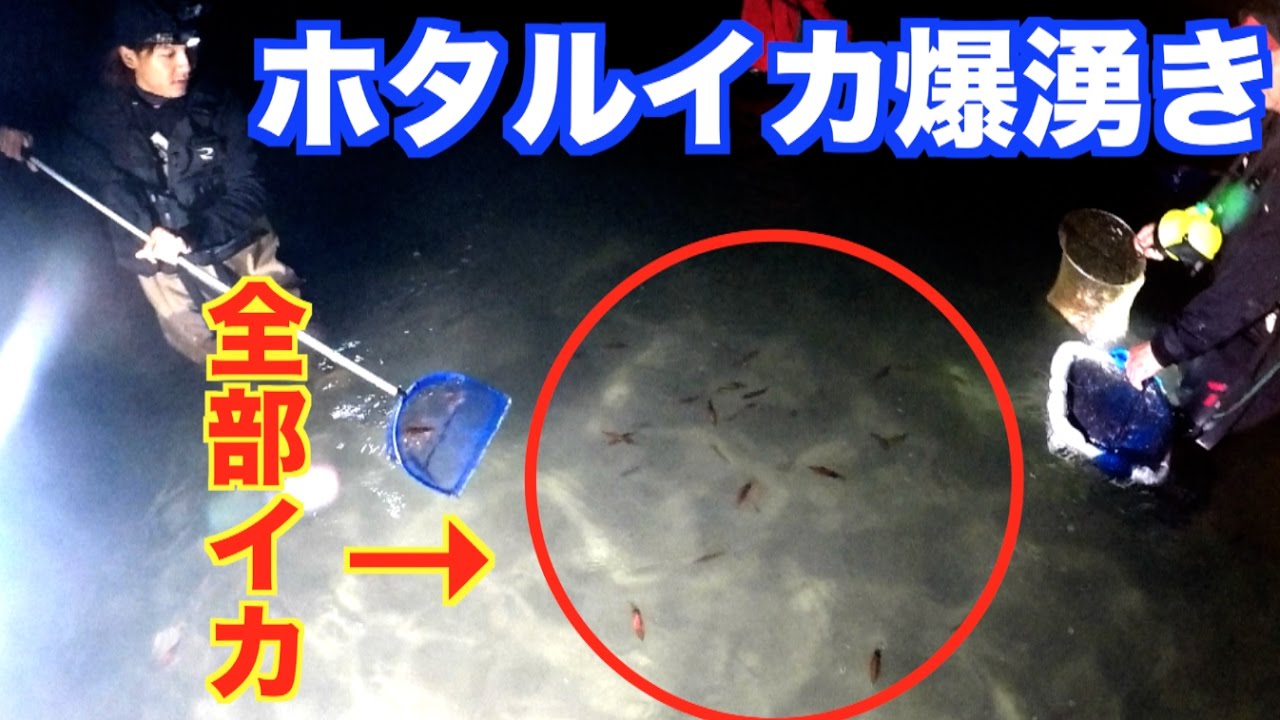 【富山湾の神秘】ホタルイカ５０００匹獲れた！ついに爆湧き！ #10