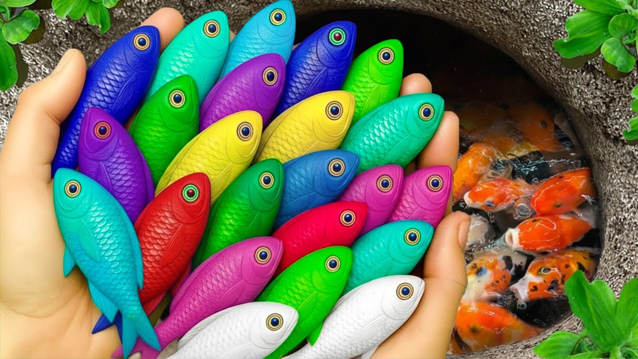 Catch beautiful aquarium fish in small pond: baby turtles, eel, frog, pencil fish, guppies, iguanas