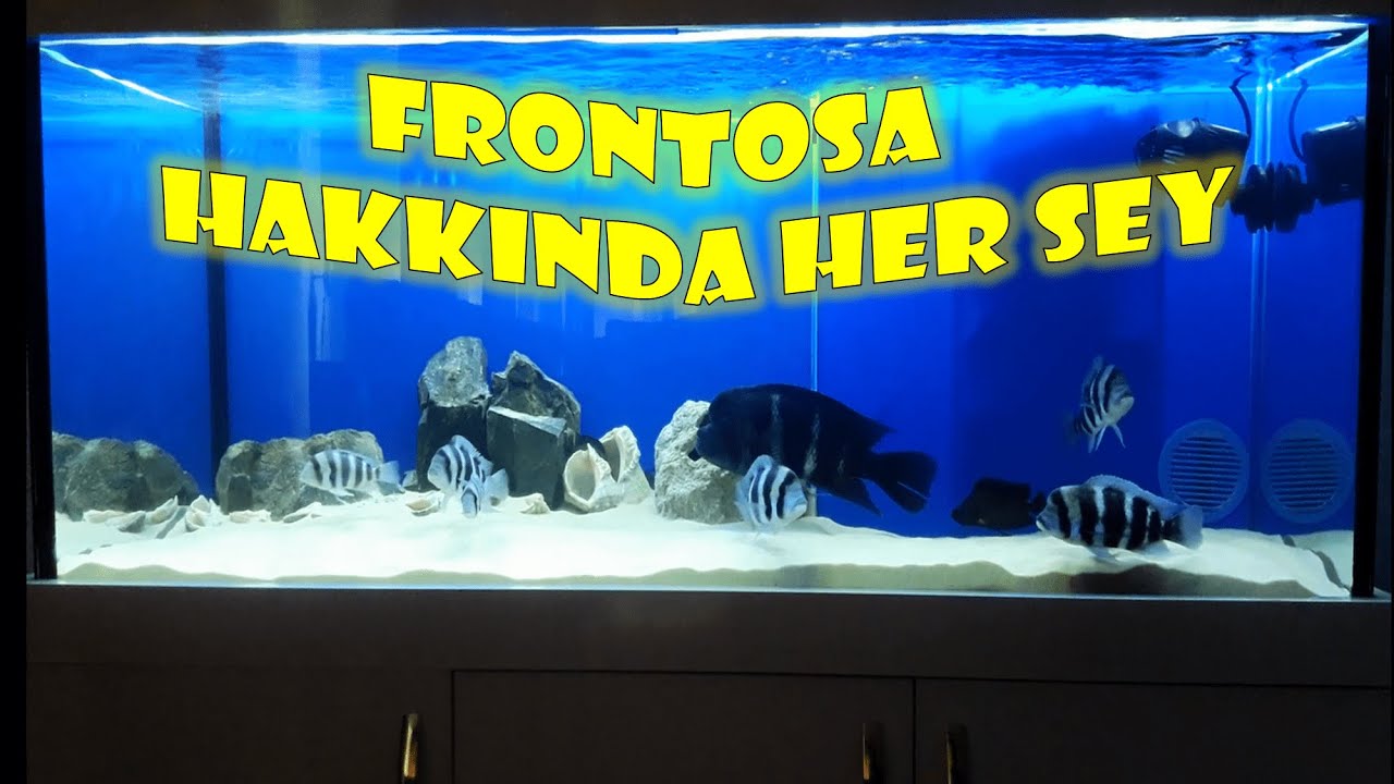 Frontosa Burundi Hakkında Her Şey