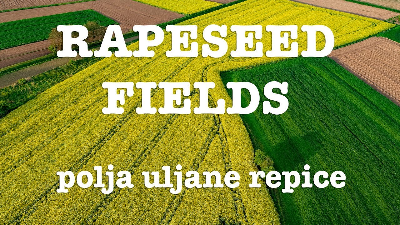 Podravska polja uljane repice / Rapeseed fields in Croatia