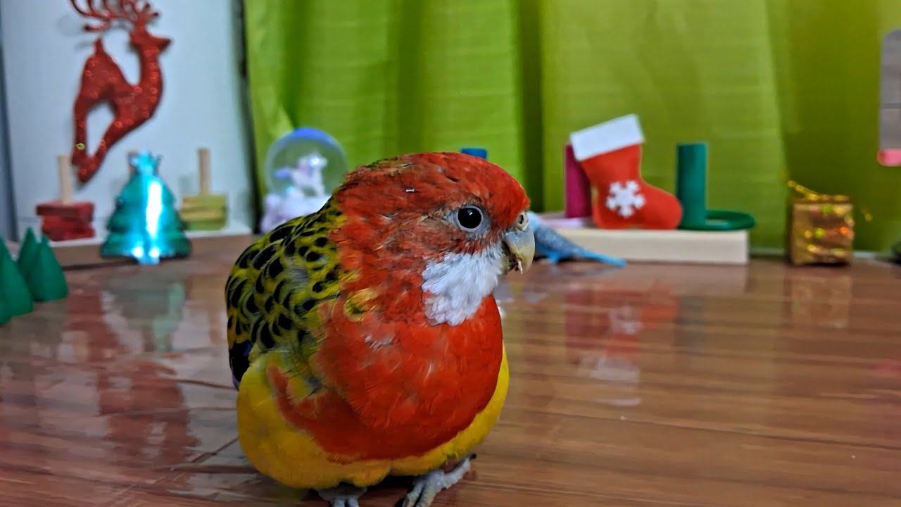 My Rosella's Playground With Christmas Vibes!