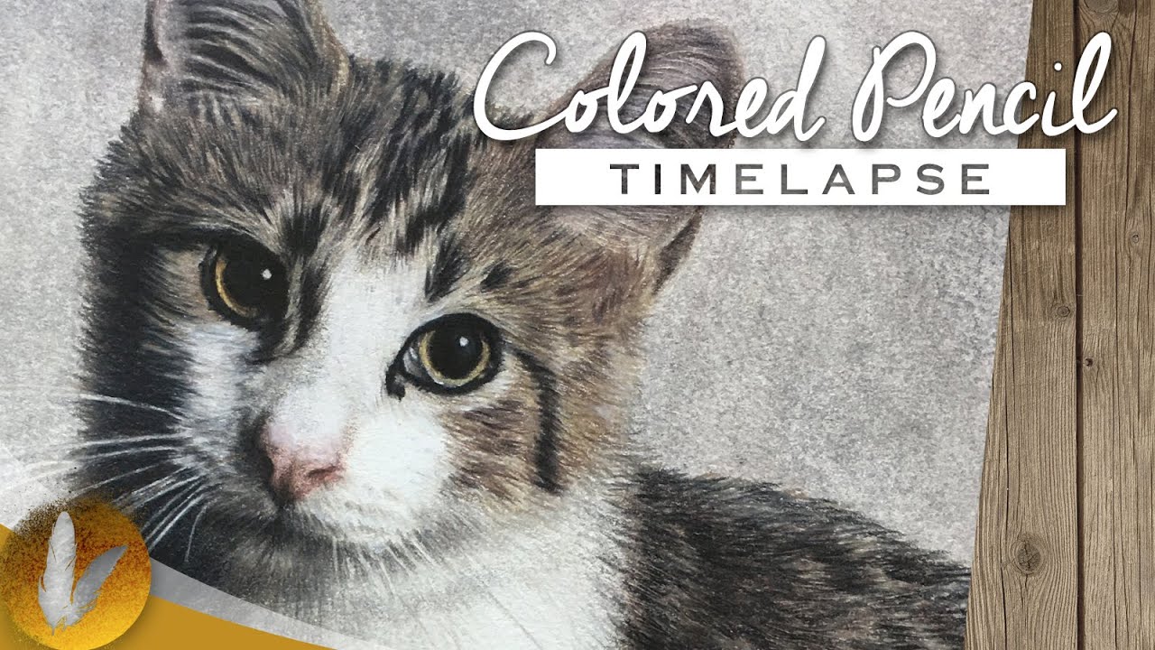 Realistic Cat Colored Pencil Drawing | Timelapse