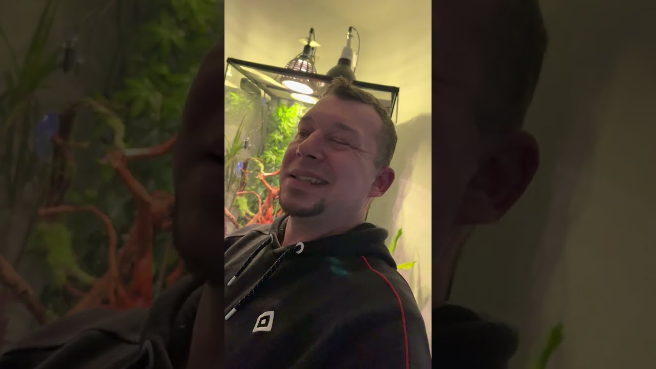 Raubtierfütterung und Antwort auf eure Fragen, was so ein Chamäleon mit Zubehör kostet 💰