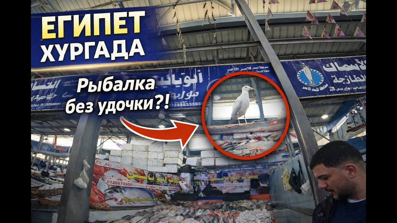 Египет Хургада Выживание в Африке 1.18