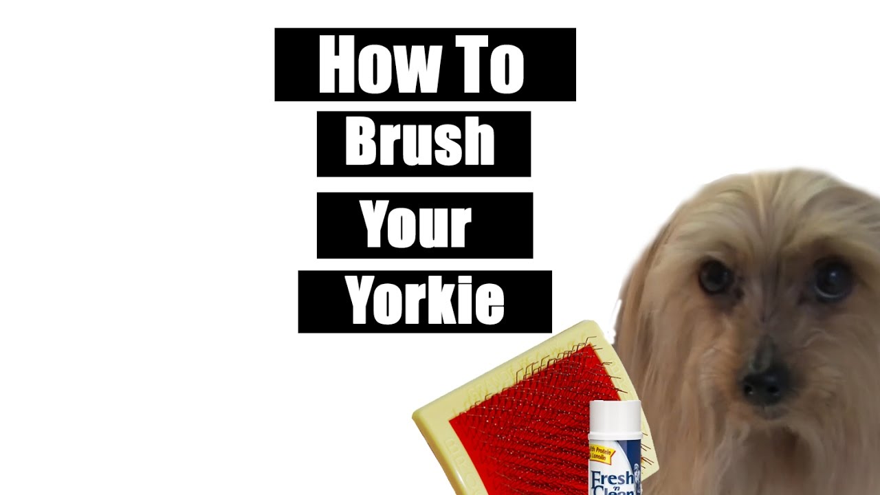 How To Brush Your Yorkie