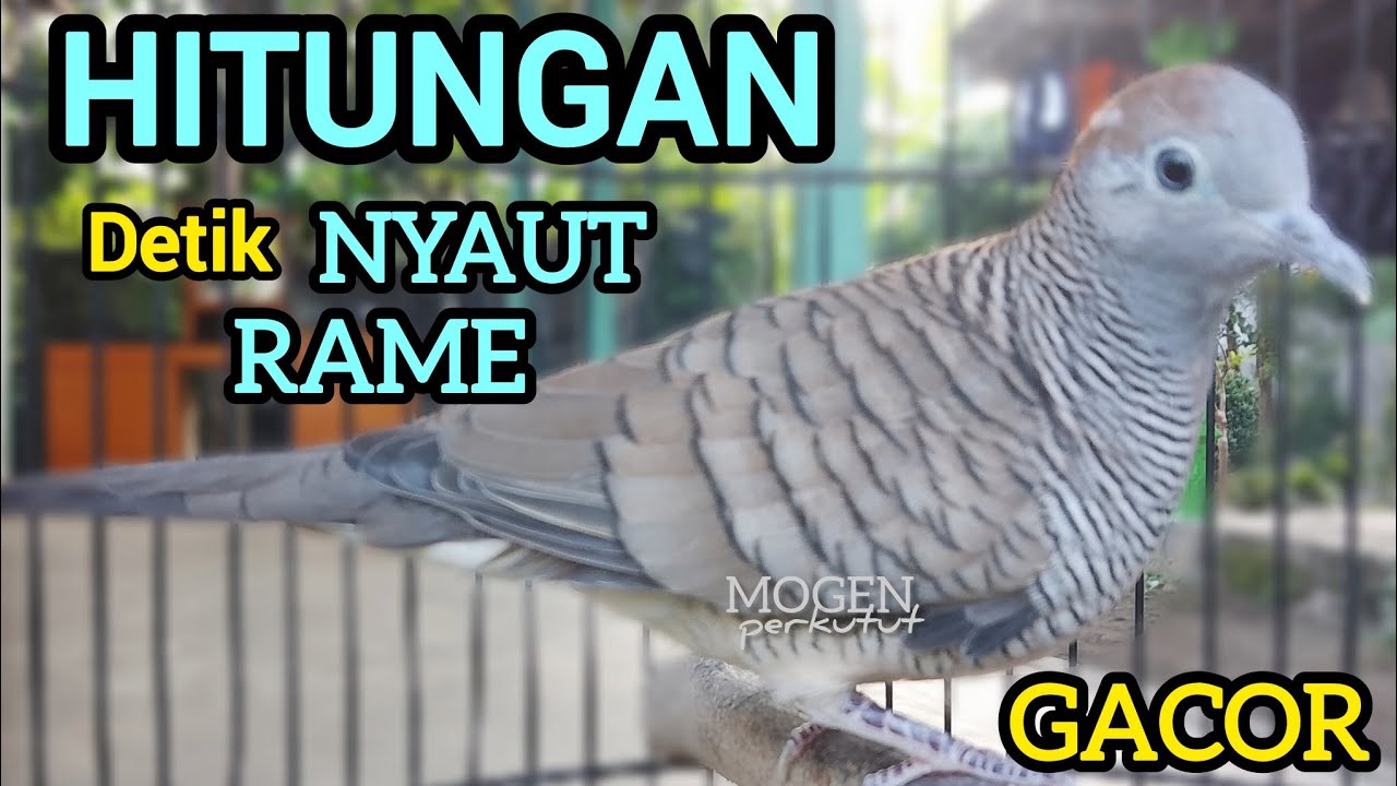 Perkutut Lokal Gacor Suara Ngeristal || Hitungan Detik Semua Perkutut Nyaut Bunyi