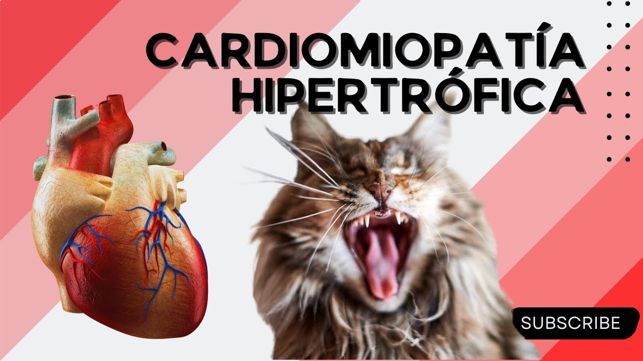 Enfermedad del corazón felino. CARDIOMIOPATÍA HIPERTRÓFICA FELINA