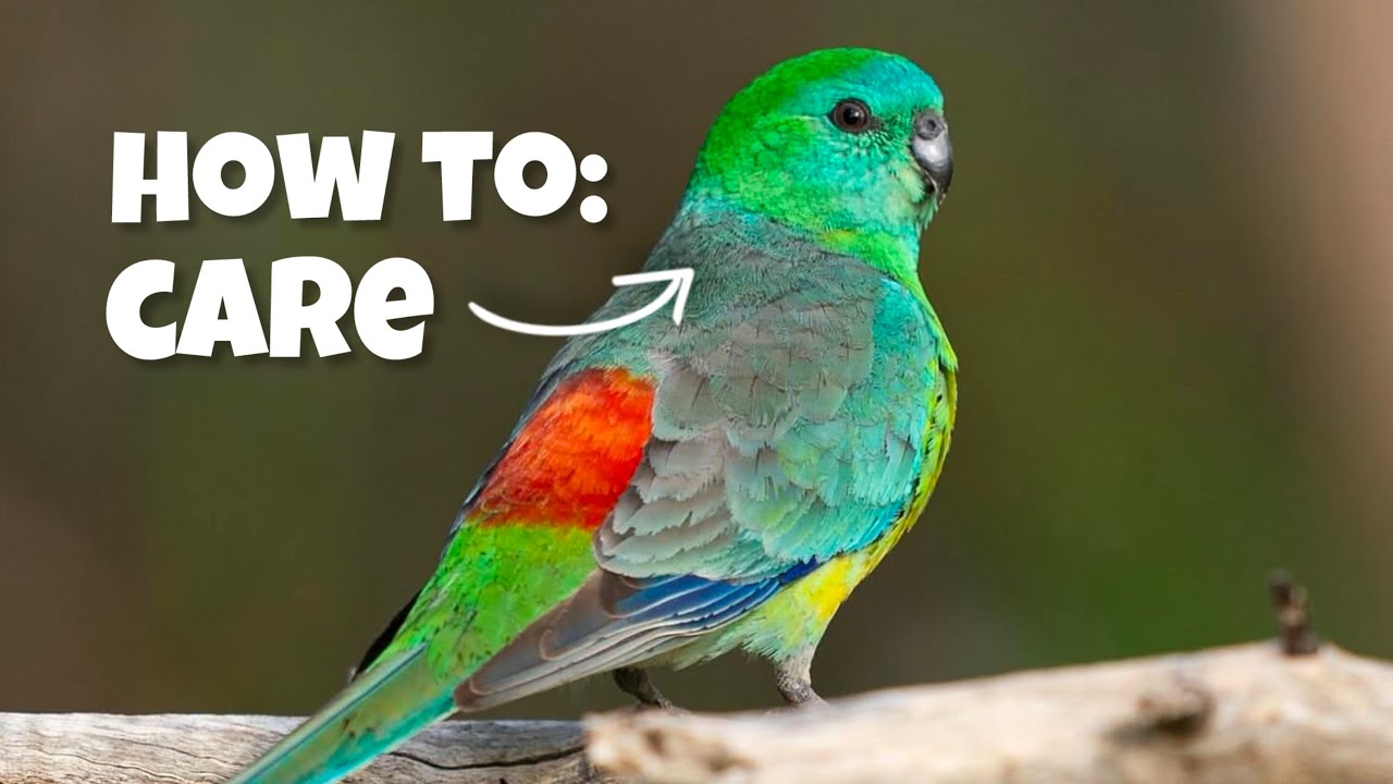 My Secrets to Caring for Red-Rumped Parrots: What No One Else Tells You! 🦜🌿