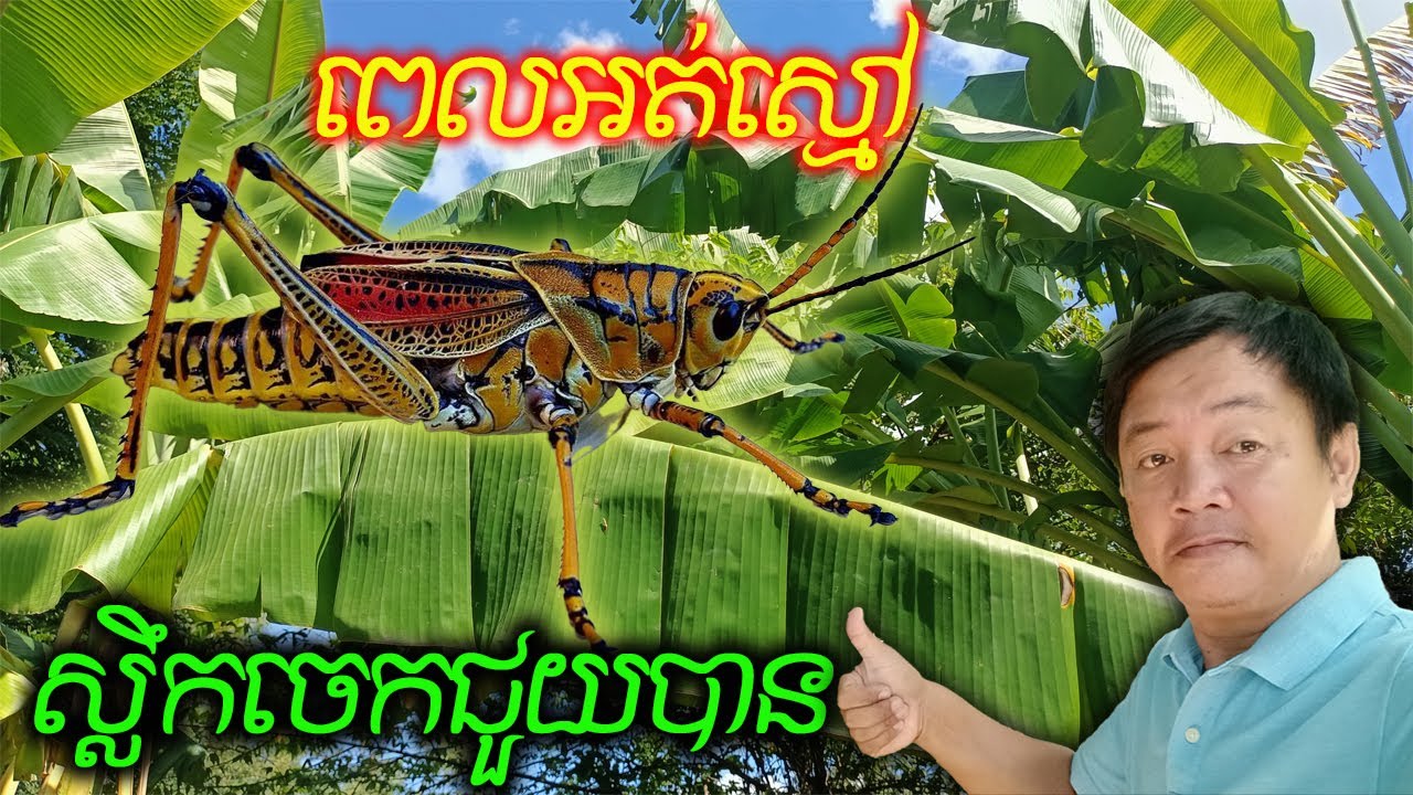 ប្រសិនបើអត់ស្មៅអោយកណ្តូប តើស្លឹកអ្វីអាចជំនួសបាន l If there's no grass what leaves can replace it