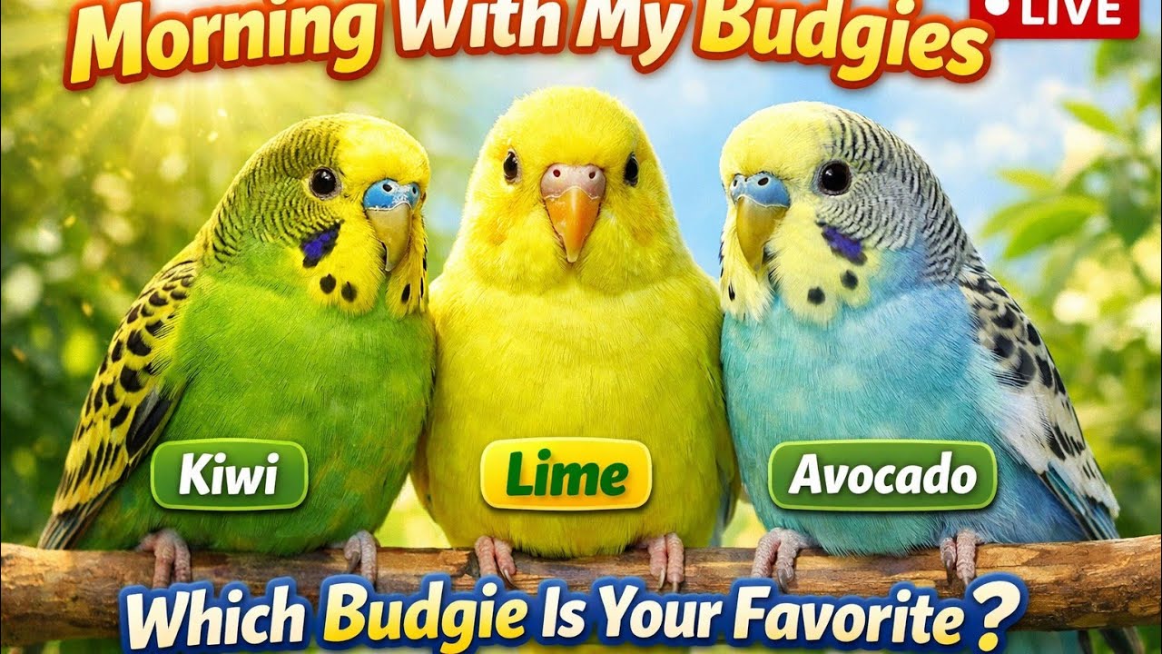 🔴 From 5 to Many 🦜🥚 | Budgie Nesting & Guarding Moments | Day 1 Journey #budgiecare #live #cute