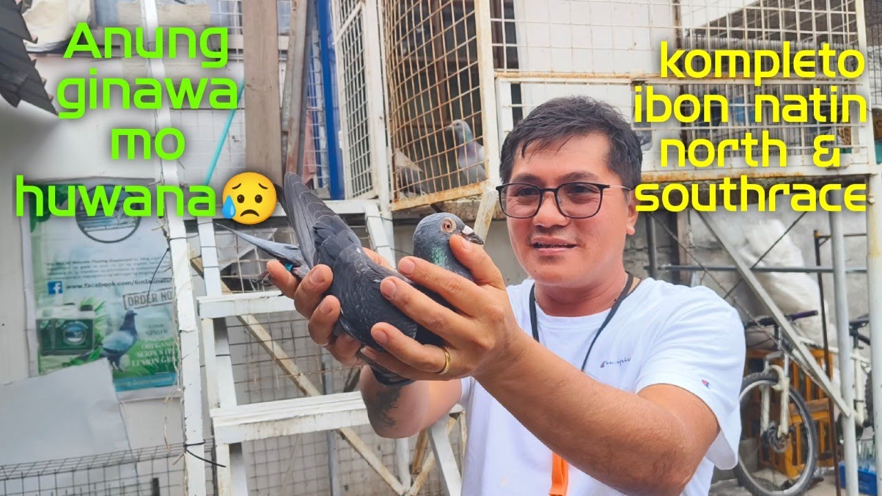 Anung ginawa mo huwana😥 kompleto ibon natin north & southrace
